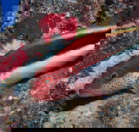 Snake Pit Dive Site - Darwin Holiday