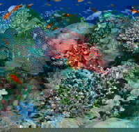 Steve's Bommie Dive Site - Darwin Holiday