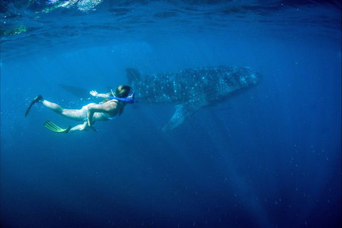 The Warlu Way - Darwin Holiday 1