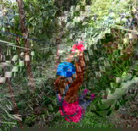 TreeTop Challenge - Sunshine Coast - Darwin Holiday