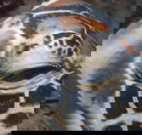 Turtle Bommie - Darwin Holiday