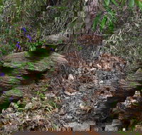 Understory Art In Nature - Darwin Holiday