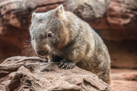Wild Life Sydney Zoo - Darwin Holiday 2