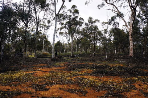 Woylie Walk, Dryandra Woodland - Darwin Holiday 0