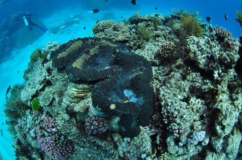 Wreck Bay Dive Site - Darwin Holiday 1
