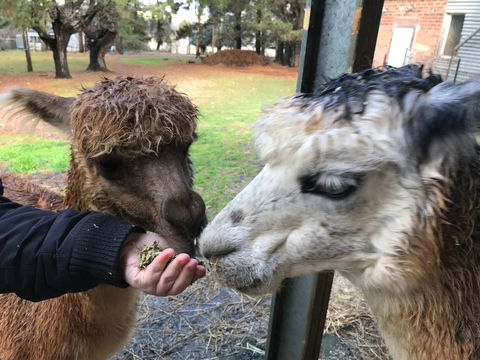 Alpaca Farm Experience At Crookwell - Darwin Holiday 0