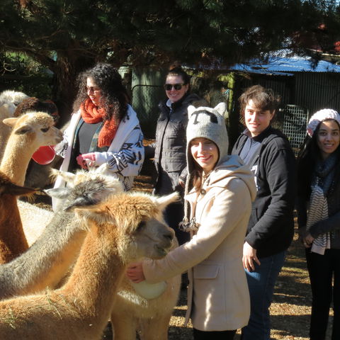 Alpaca Farm Experience At Crookwell - Darwin Holiday 2