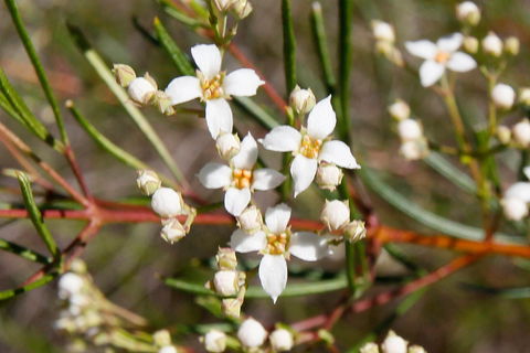 Banksia Track, Burrum Coast National Park - Darwin Holiday 2