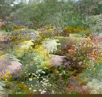 Ben Hall's Cave Walking Track - Darwin Holiday