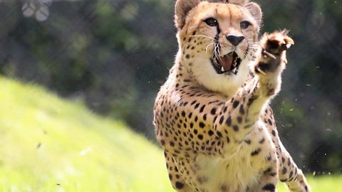 Billabong Zoo: Koala And Wildlife Park - Darwin Holiday 0