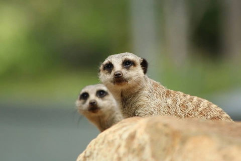 Billabong Zoo: Koala And Wildlife Park - Darwin Holiday 1