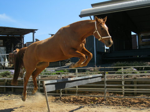 Boggy Creek Show - Darwin Holiday 1