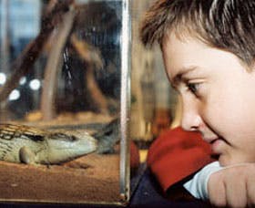 Canberra Reptile Zoo - Darwin Holiday 2