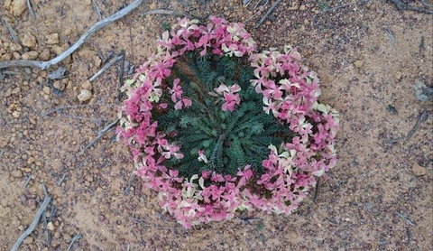 Coorow Wildflower Drive - Darwin Holiday 1