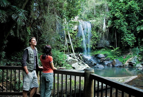Curtis Falls Track, Tamborine National Park - Darwin Holiday 0