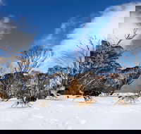 Dinner Plain - Darwin Holiday