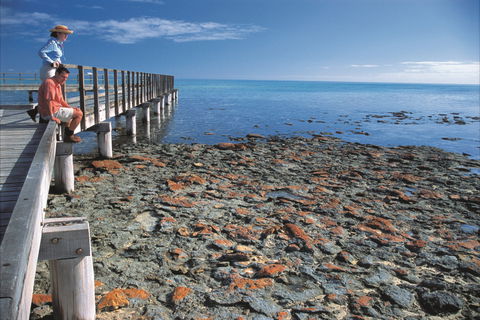 Hamelin Pool Stromatolites - Darwin Holiday 0