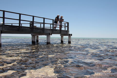 Hamelin Pool Stromatolites - Darwin Holiday 1