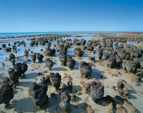 Hamelin Pool Stromatolites - Darwin Holiday 2