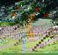 Harvey - Darwin Holiday