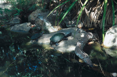 Howard Springs Nature Park - Darwin Holiday 0