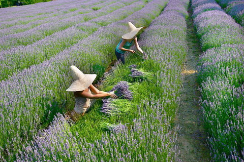 Lavandula Swiss Italian Farm - Darwin Holiday 0