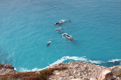 Nullarbor National Park - Darwin Holiday 0