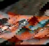 Opalton - Darwin Holiday