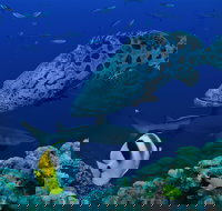 Osprey Reef - Darwin Holiday