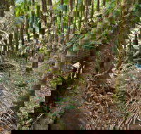 Palm Forest Walking Track - Darwin Holiday
