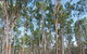 Pilliga Forest - thumb 1