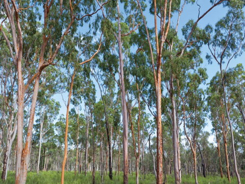 Pilliga Forest - Darwin Holiday 1