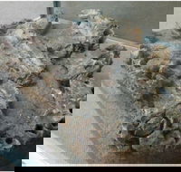 Pioneer Valley Museum - Darwin Holiday