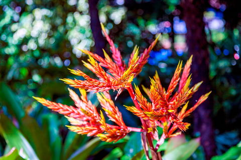 Queens Gardens - Darwin Holiday 2