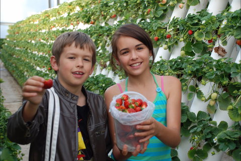 Ricardoes Tomatoes And Strawberries Farm, Port Macquarie - Darwin Holiday 2