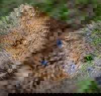 Rottnest Island - Darwin Holiday