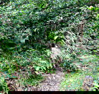 Seaforth Oval to Natural Bridge Track - Darwin Holiday