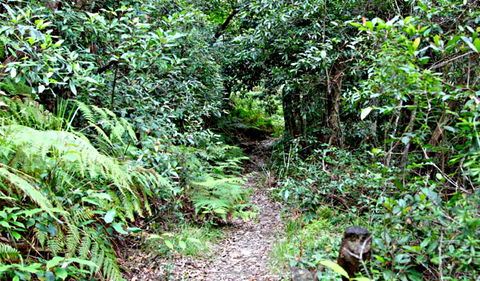 Seaforth Oval To Natural Bridge Track - Darwin Holiday 0