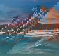 Tangalooma Wild Dolphin Feeding - Darwin Holiday