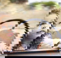 Toddler Thursdays at Werribee Open Range Zoo - Darwin Holiday