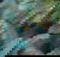 Whale Bommie Dive Site - Darwin Holiday