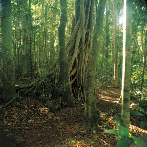 Binna Burra, Lamington National Park - Darwin Holiday 1