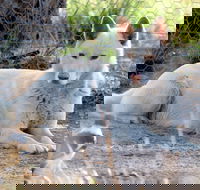 Durong Dingo Sanctuary - Darwin Holiday