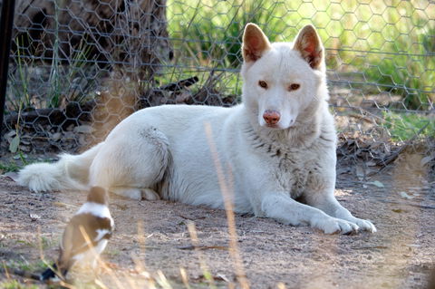 Durong Dingo Sanctuary - Darwin Holiday 0