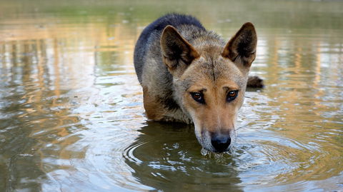 Durong Dingo Sanctuary - Darwin Holiday 1