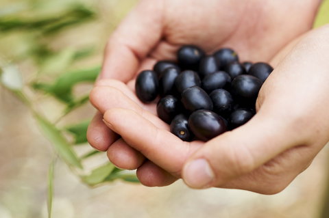 Eat, Pick, Grow Trail - Wanneroo And Chittering - Darwin Holiday 0
