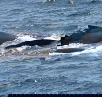 Gerringong Whale Watching Platform - Darwin Holiday