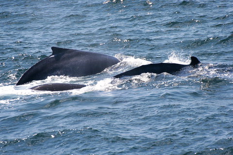Gerringong Whale Watching Platform - Darwin Holiday 0
