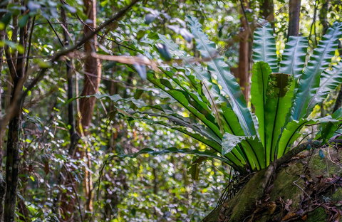 Great North Walk - Palm Grove Nature Reserve - Darwin Holiday 0