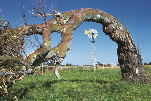 Greenough Leaning Trees - Darwin Holiday 0